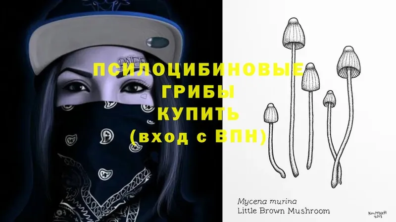 где продают   Гуково  Псилоцибиновые грибы Cubensis 